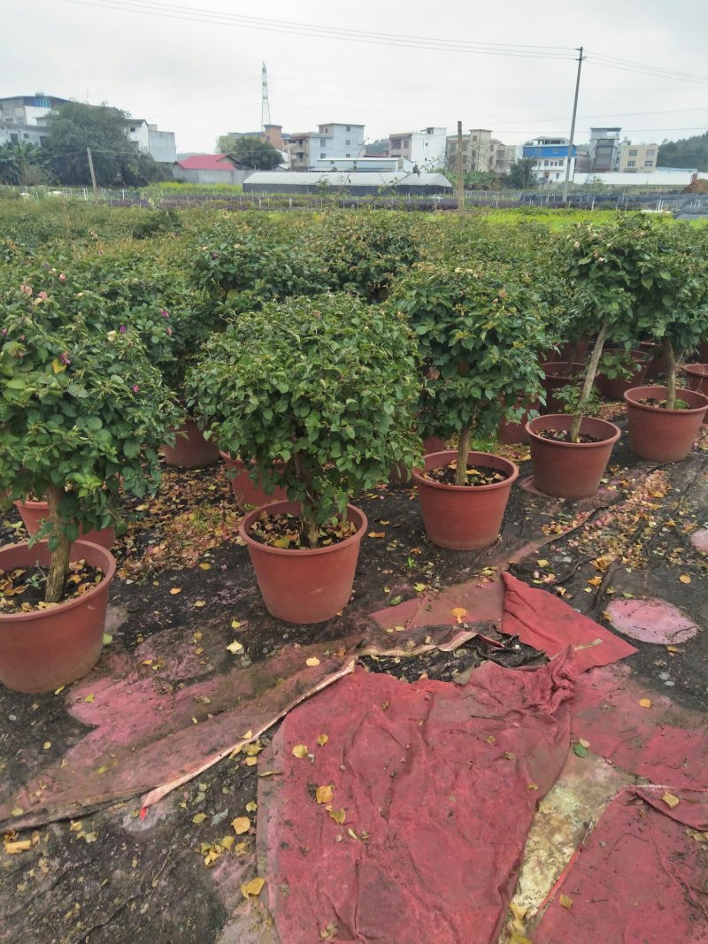 木棉，紫荆，三角梅，兰花楹