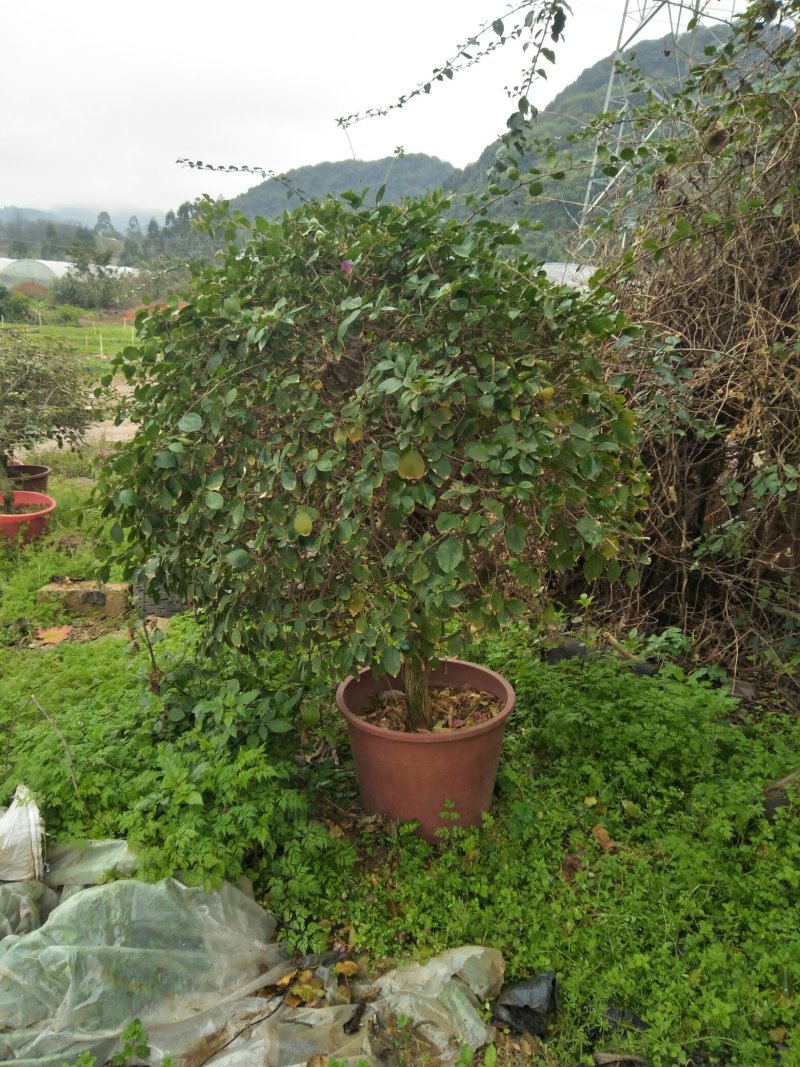 木棉，紫荆，三角梅，兰花楹
