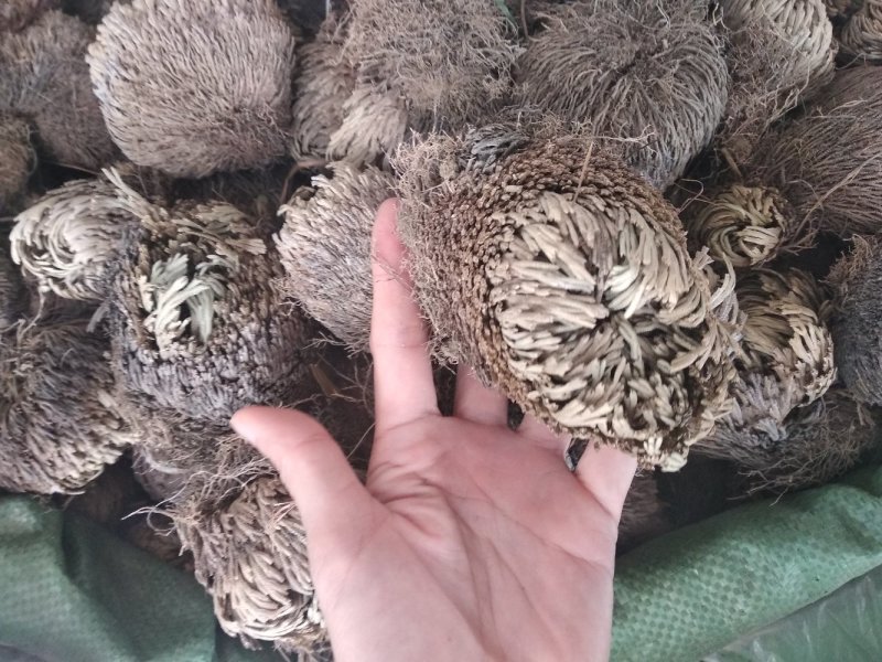 卷柏野生整株圆个产新货回魂草、死而复生草