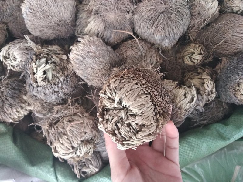 卷柏野生整株圆个产新货回魂草、死而复生草