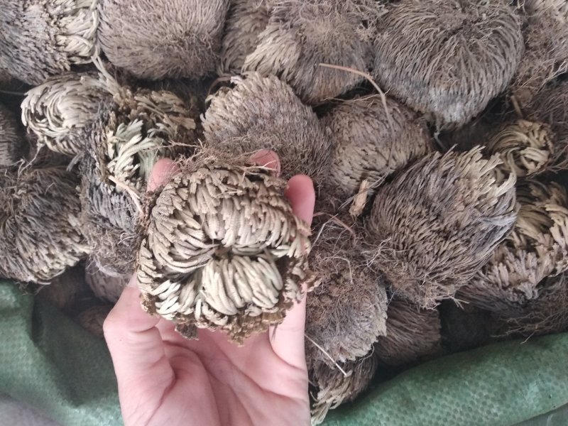 卷柏野生整株圆个产新货回魂草、死而复生草