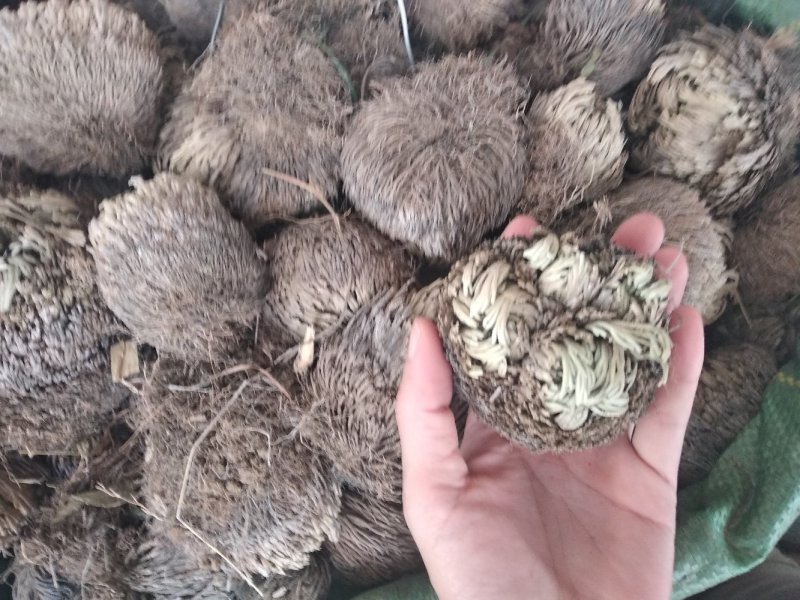 卷柏野生整株圆个产新货回魂草、死而复生草