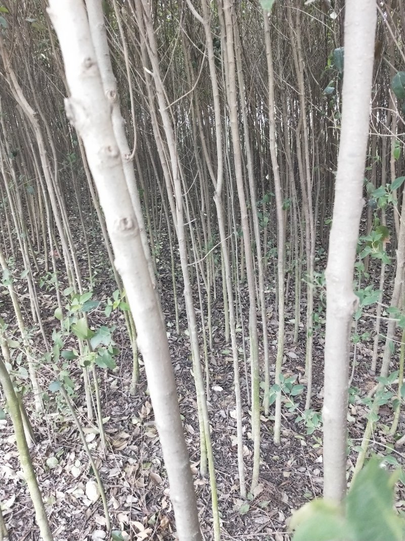 大叶女贞