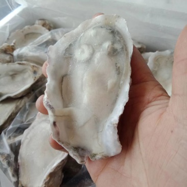 生冻半壳生蚝牡蛎6-7只/斤110-120只/箱