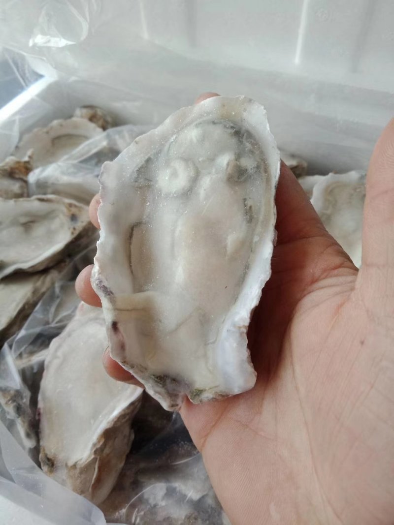 生冻半壳生蚝牡蛎6-7只/斤110-120只/箱