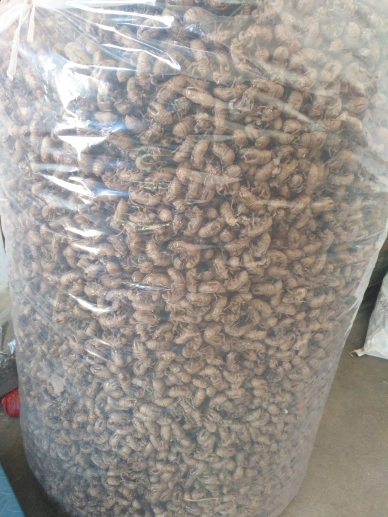 沙地蝉蜕通货大量供应