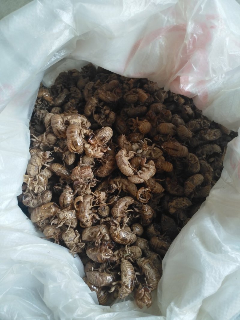 沙地蝉蜕通货大量供应