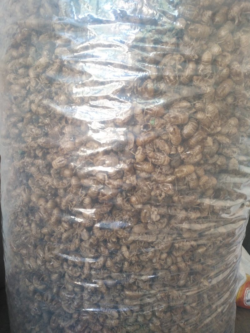 沙地蝉蜕通货大量供应