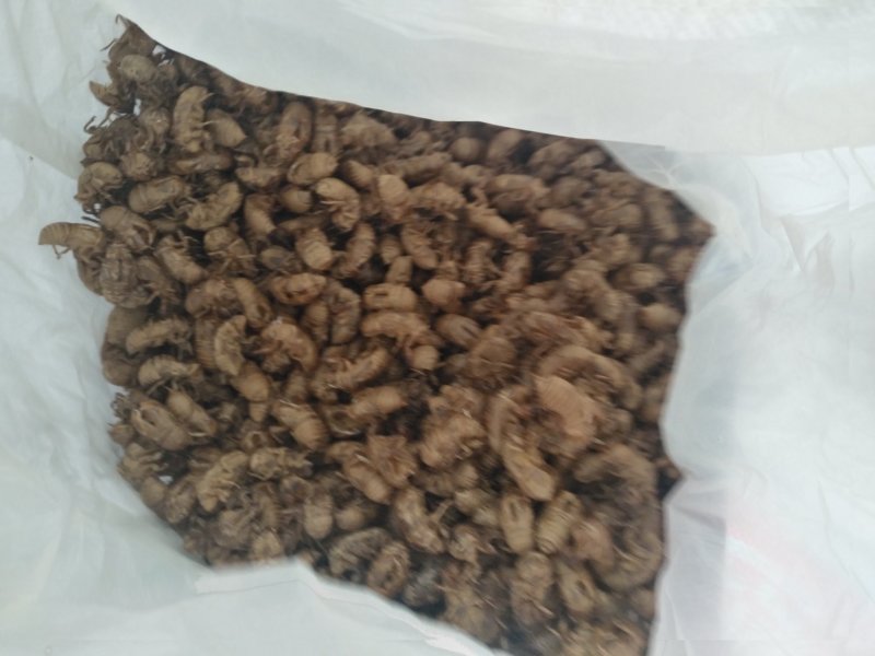 沙地蝉蜕通货大量供应