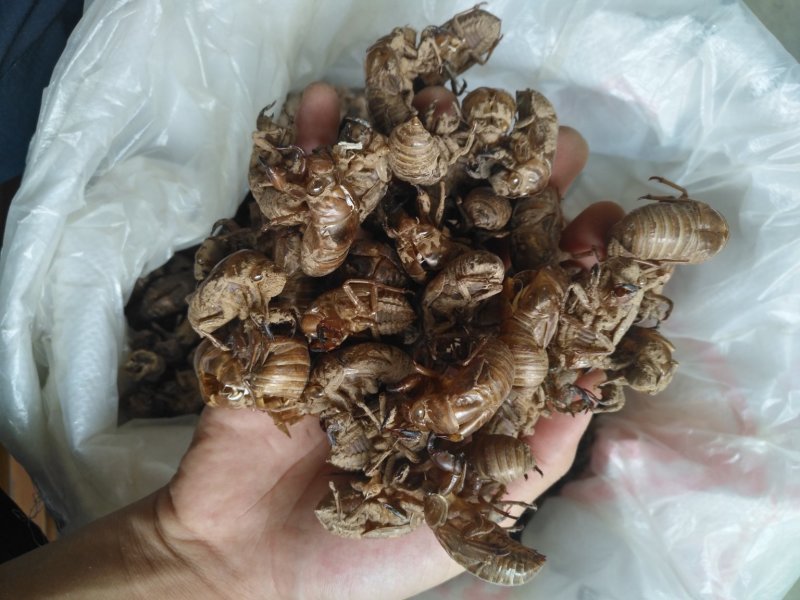 沙地蝉蜕通货大量供应