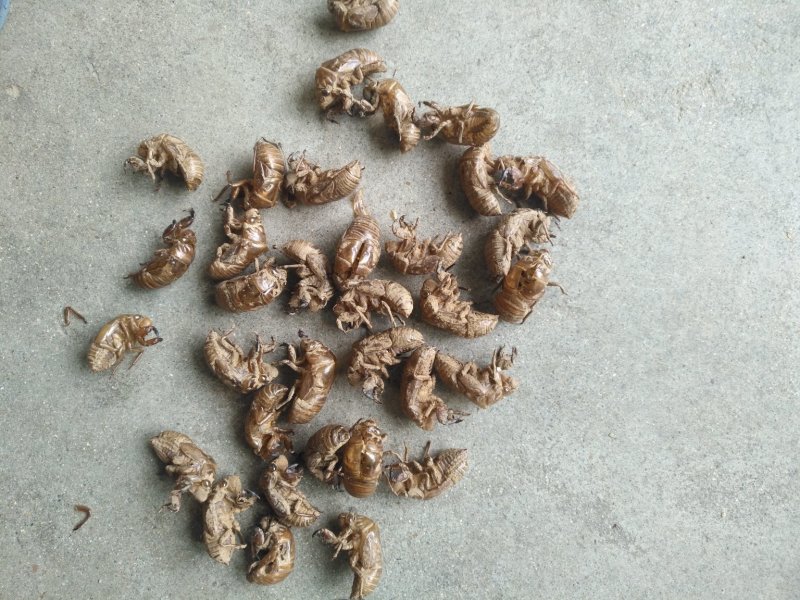 沙地蝉蜕通货大量供应