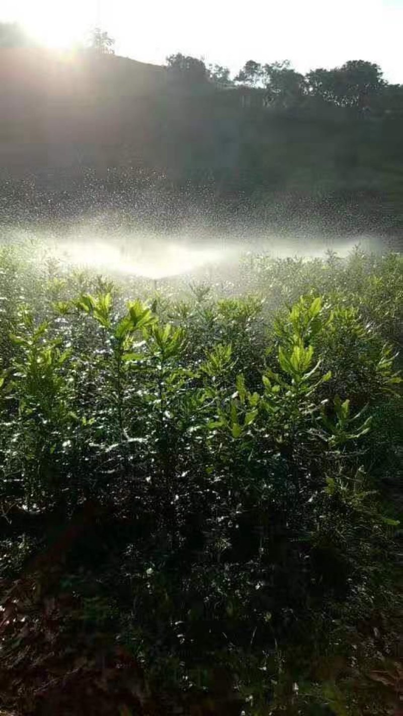 坚果苗，两年半，高度80至一米