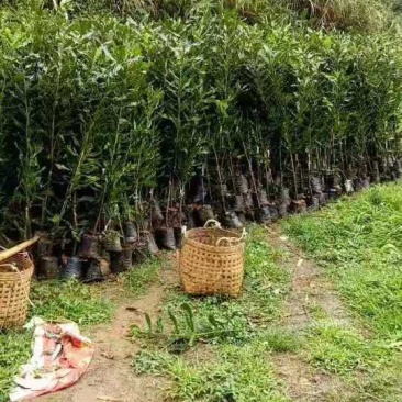 坚果苗，两年半，高度80至一米
