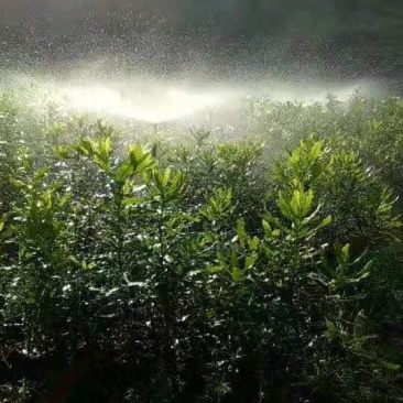 坚果苗，两年半苗，高度80至一米，