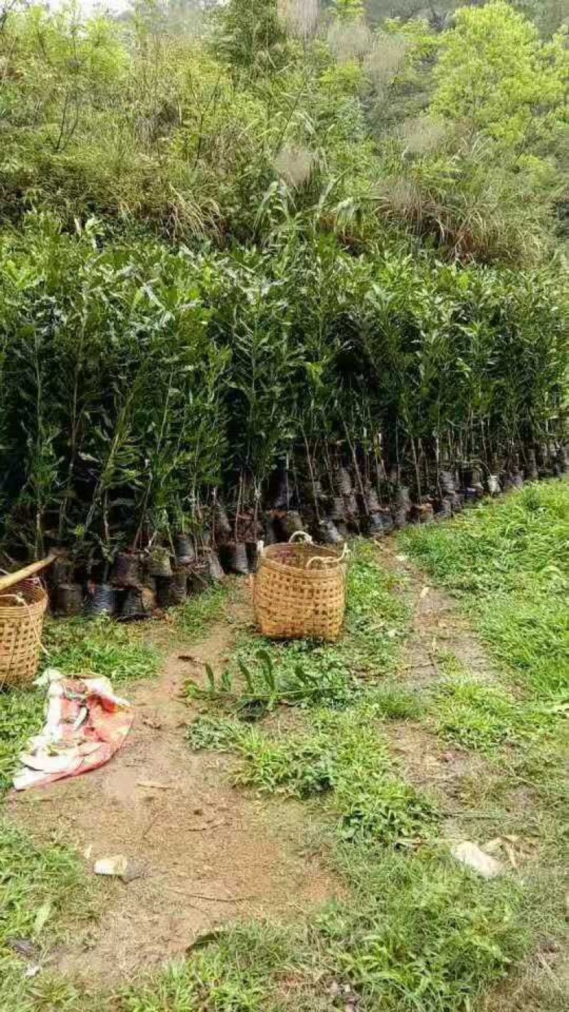 坚果苗，两年半苗，高度80至一米，