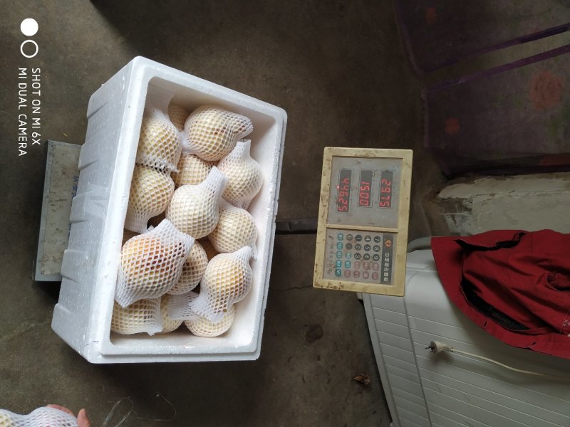 怀远白花玉石籽石榴苗，红花玉石籽籽石榴苗，