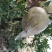 怀远白花玉石籽石榴苗，红花玉石籽籽石榴苗，