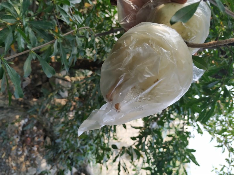 怀远白花玉石籽石榴苗，红花玉石籽籽石榴苗，