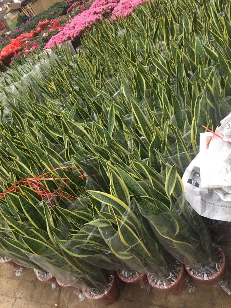 虎皮兰28一盆富贵籽28一盘连盆一起发货