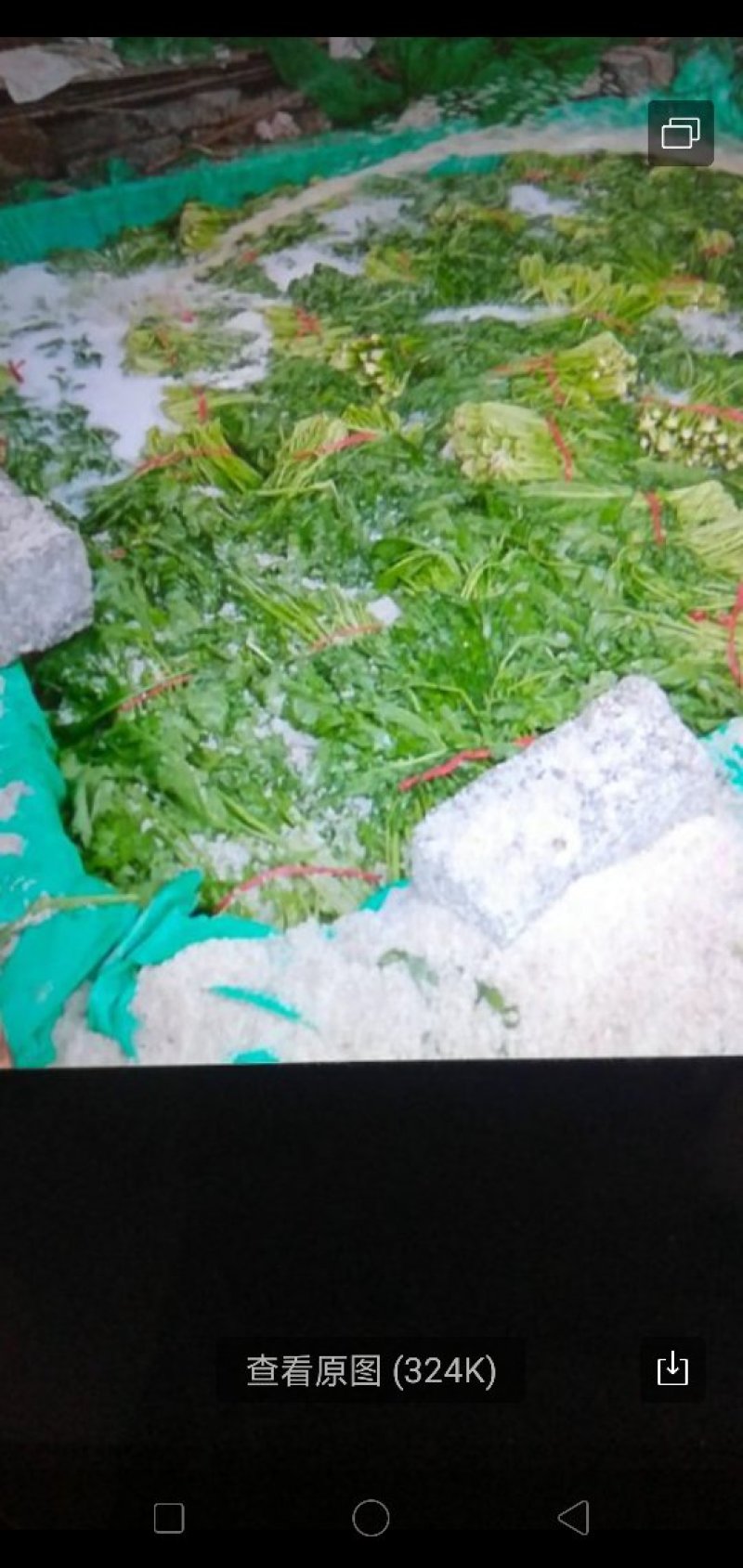 腌制雪里红