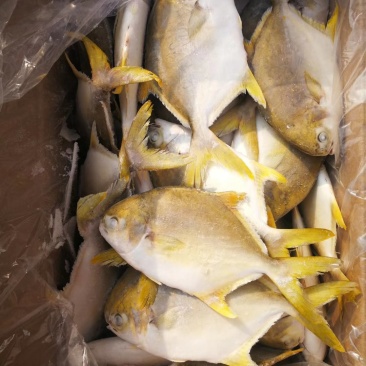 金鲳鱼深海金鲳鱼金鲳鱼