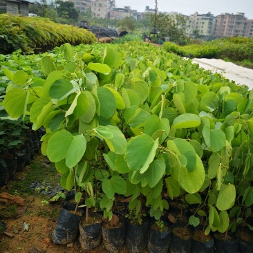 开花品种乔木供应宫粉紫荆