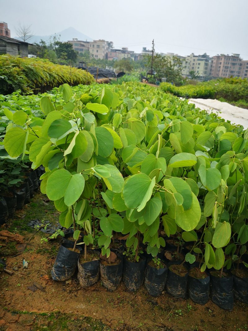 开花品种乔木供应宫粉紫荆
