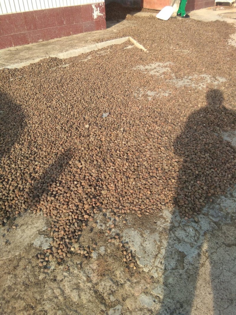 桃核