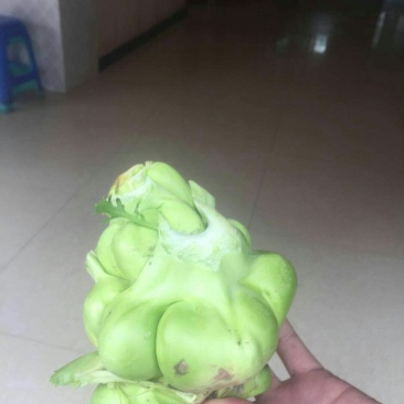 陵角菜