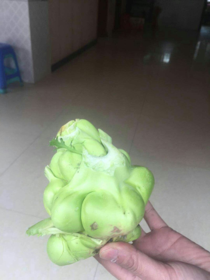 陵角菜