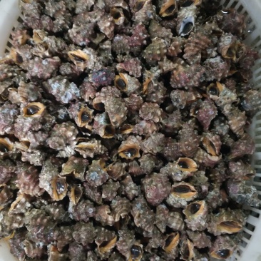 超大辣罗