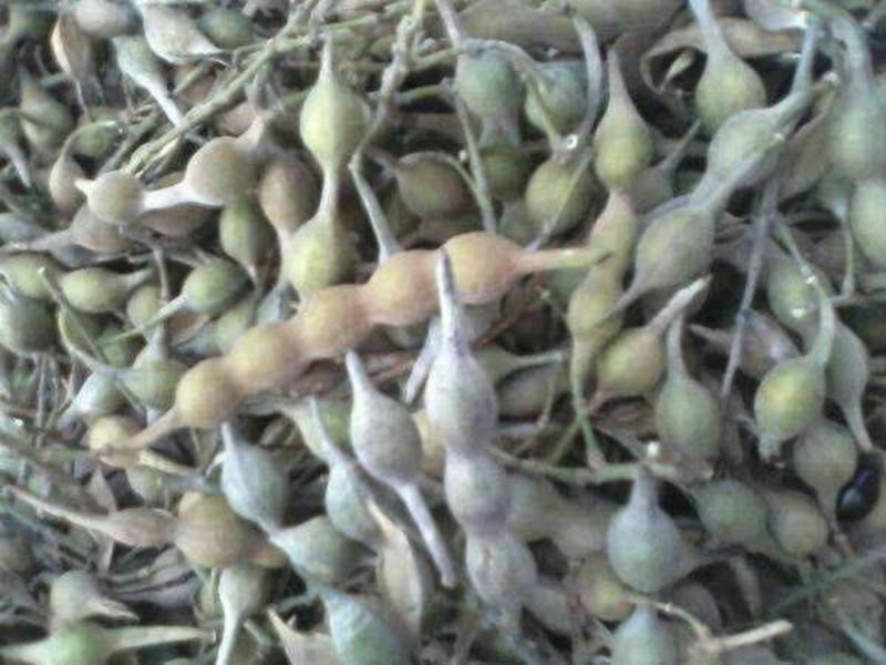 山豆根种子，货到付款免费提供种植资料保证出芽率