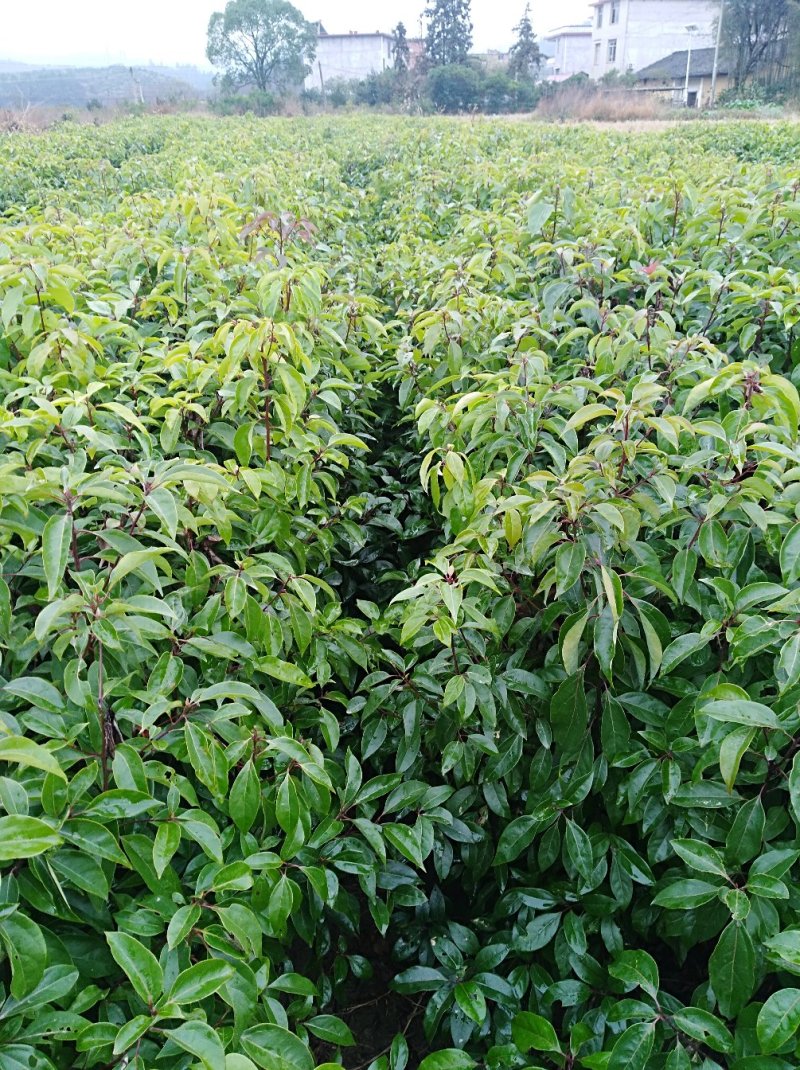 香樟2年苗1--------10