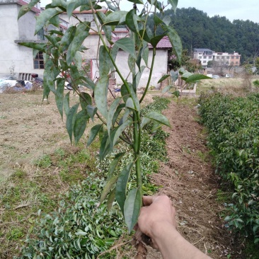 香樟2年苗1--------10