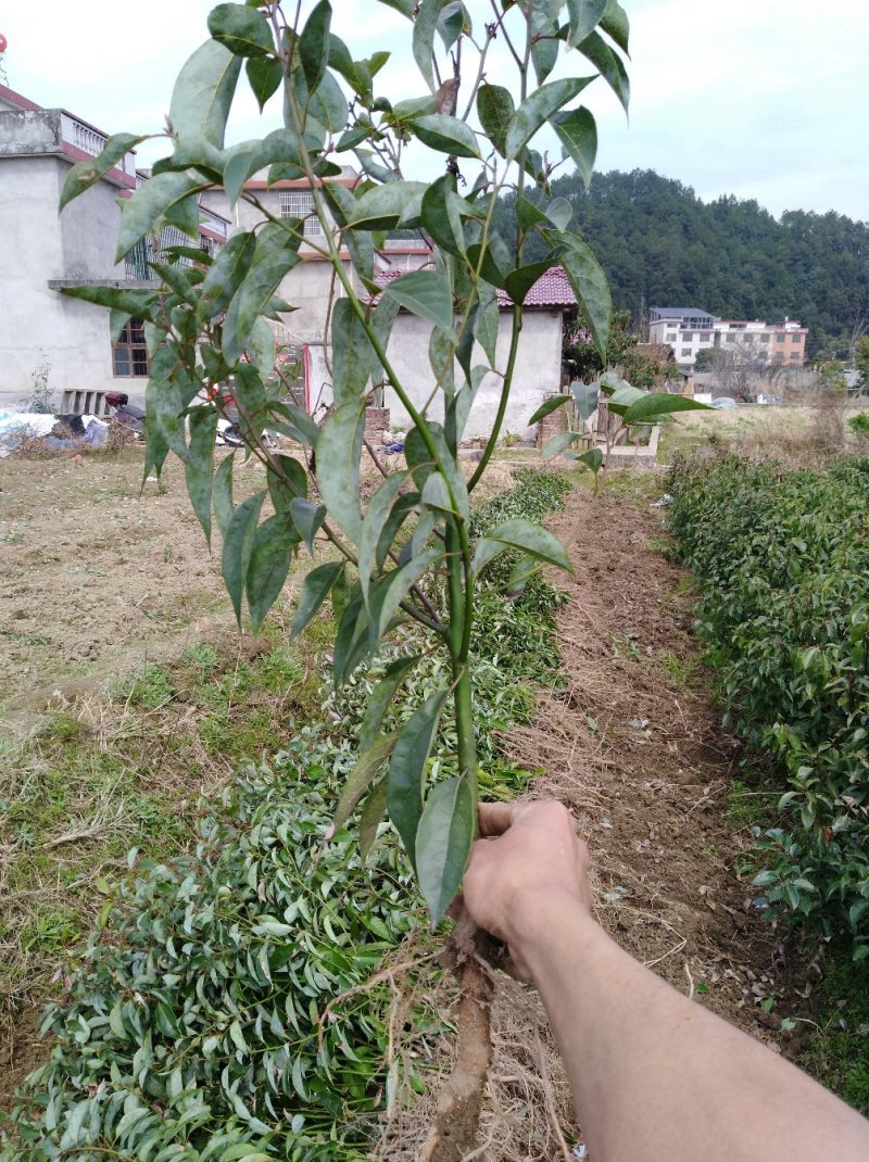 香樟2年苗1--------10