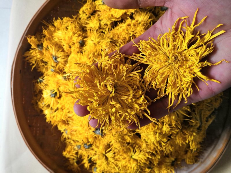 金丝皇菊