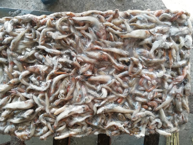 冻块杂鱼