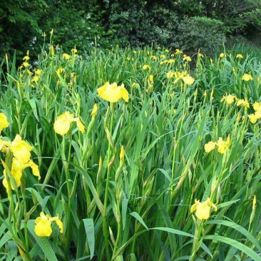 供应,黄花鸢尾10-30公分2个芽以上