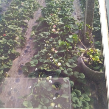 草莓大量上市