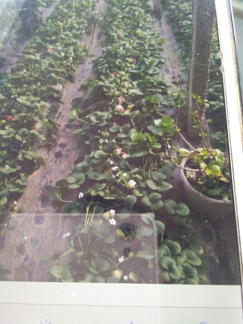 草莓大量上市