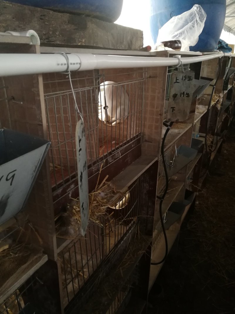 常年供应伊拉兔肉兔种兔商品兔家庭养殖兔农村养殖肉兔伊拉