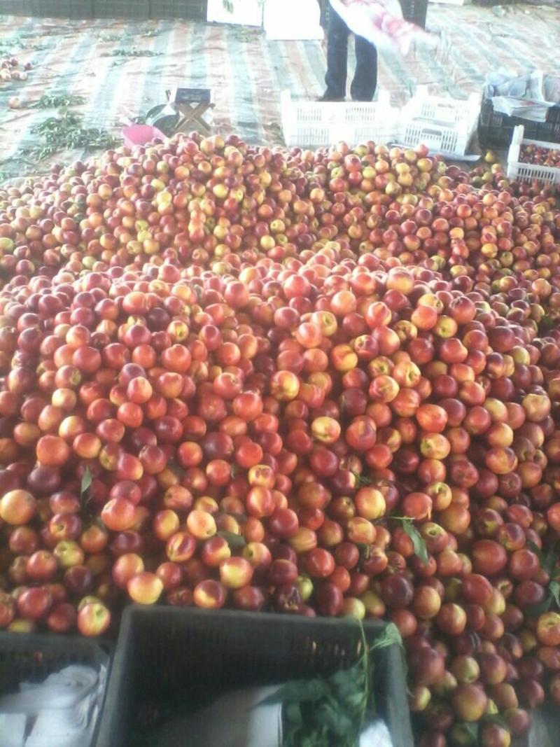山东油桃陆地126油桃优质货源9602大量上市