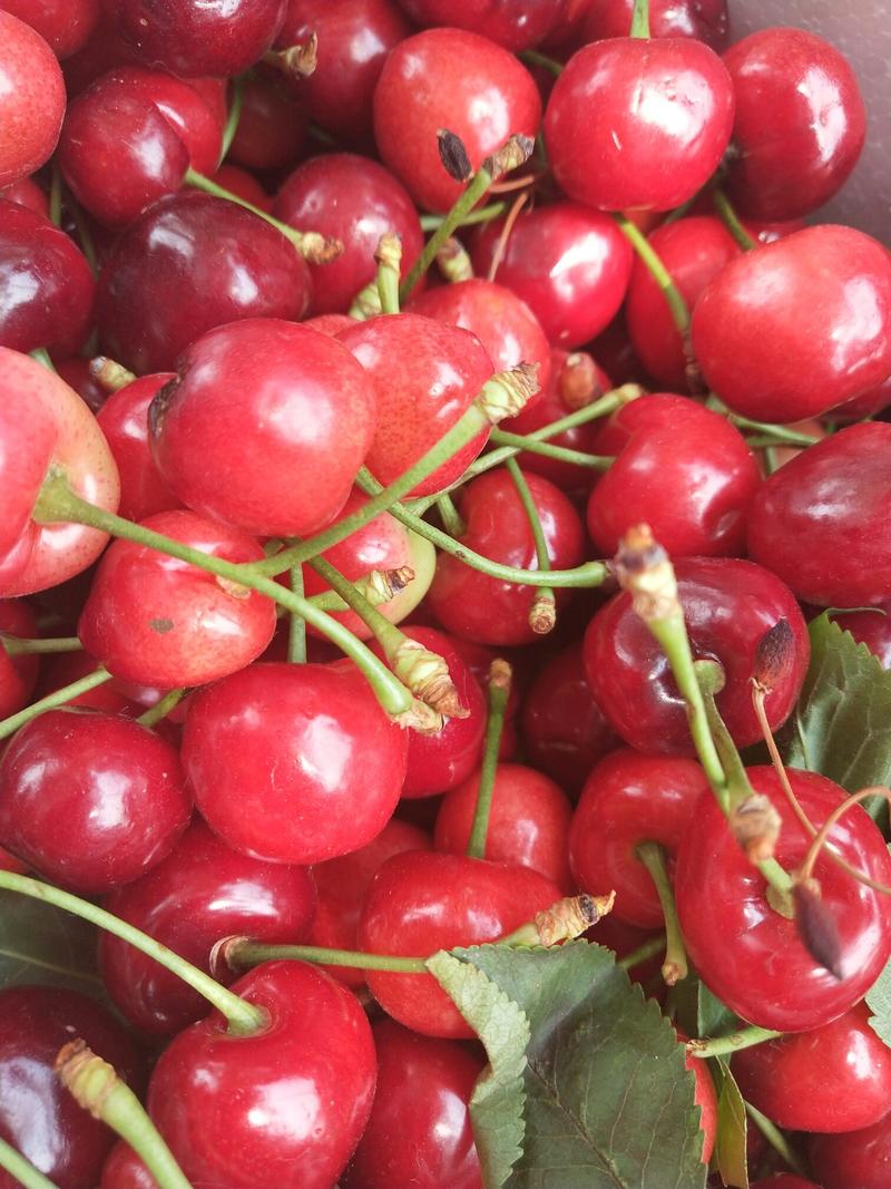 山东大樱桃种植基地品种齐全优质货源支持全国发货美早红灯等