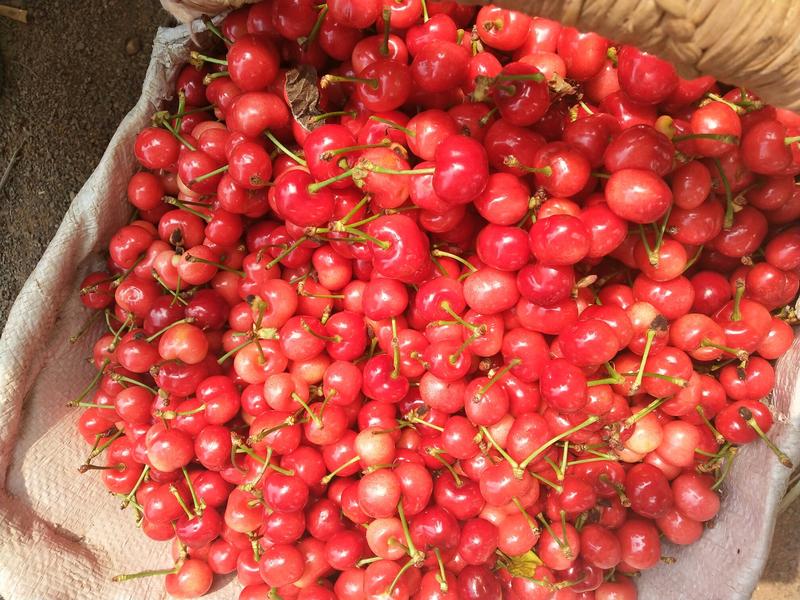 山东大樱桃种植基地品种齐全优质货源支持全国发货美早红灯等