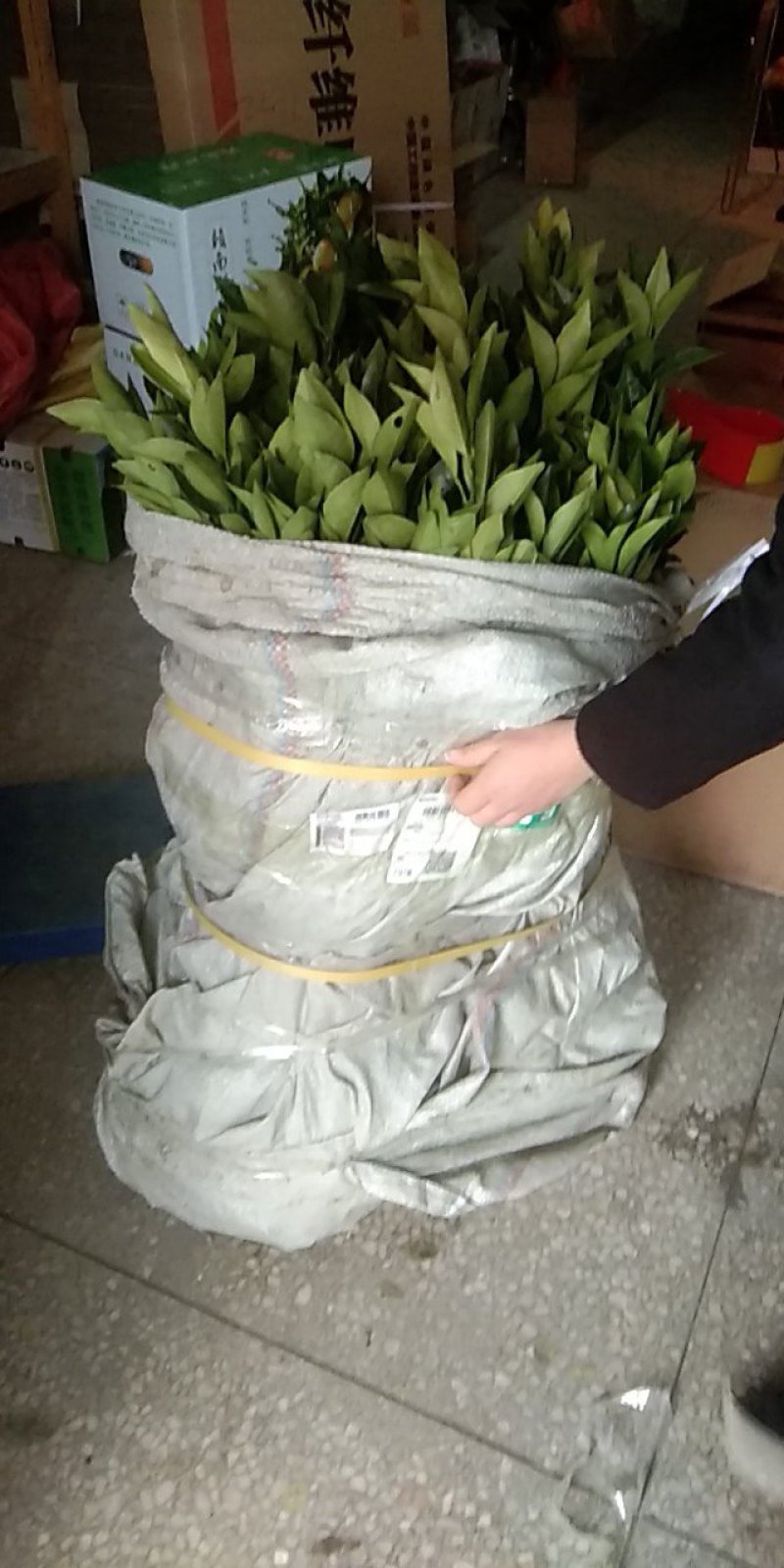 {特优品}沃柑苗，优质无籽沃柑品种091