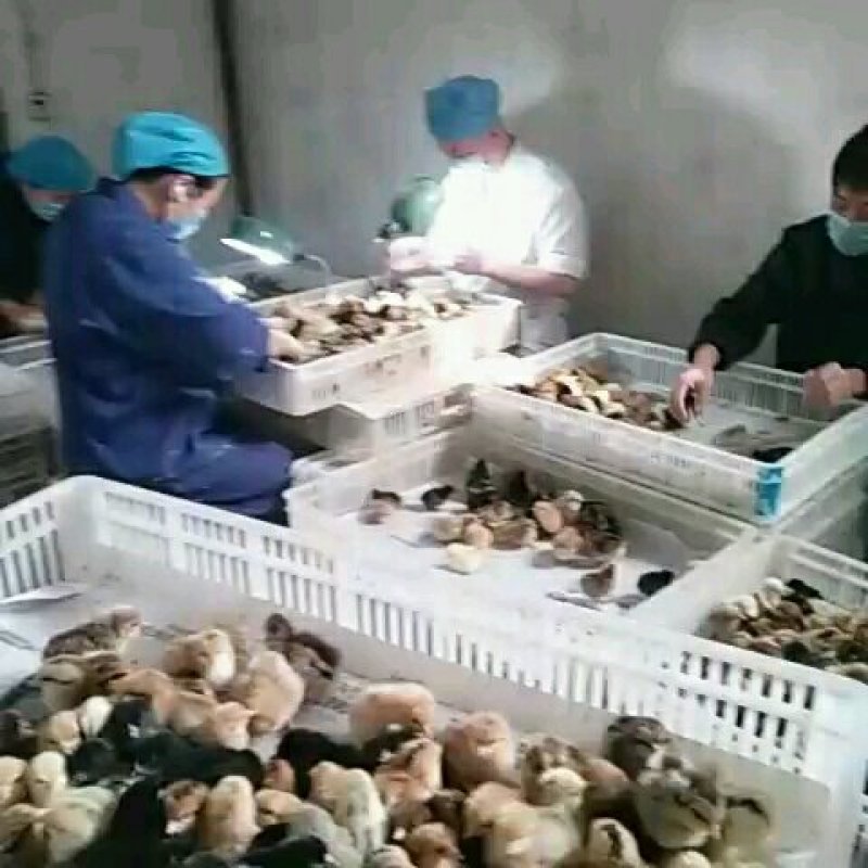 常年供应，草鸡苗，本地土鸡苗