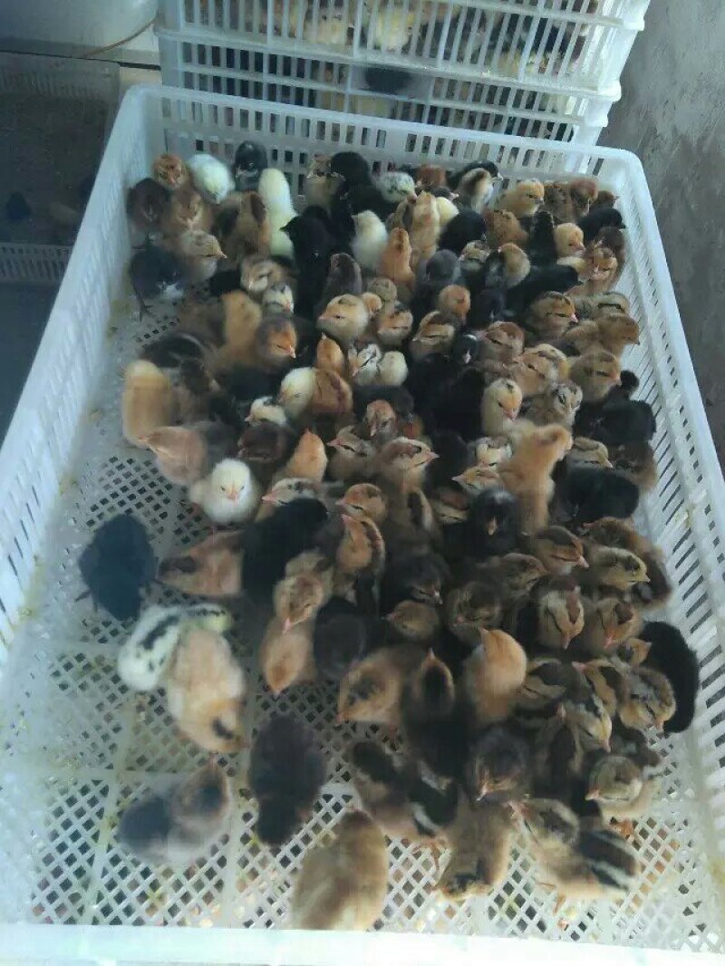 常年供应，草鸡苗，本地土鸡苗