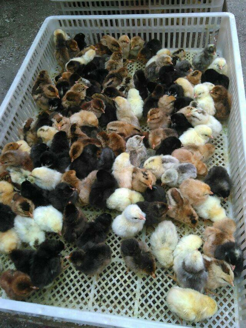 常年供应，草鸡苗，本地土鸡苗
