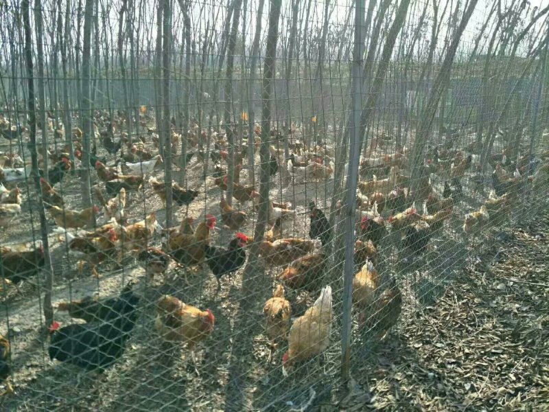 常年供应，草鸡苗，本地土鸡苗