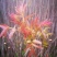 香椿芽